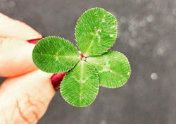 Four-leaf clover