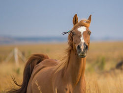 Horse horoscope