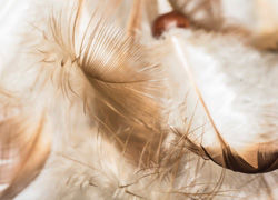 feathers