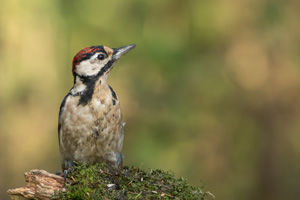 Woodpecker