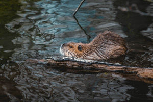 Beaver