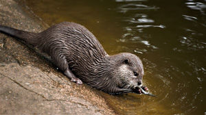 la lontra animale totem