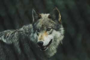 Wolf