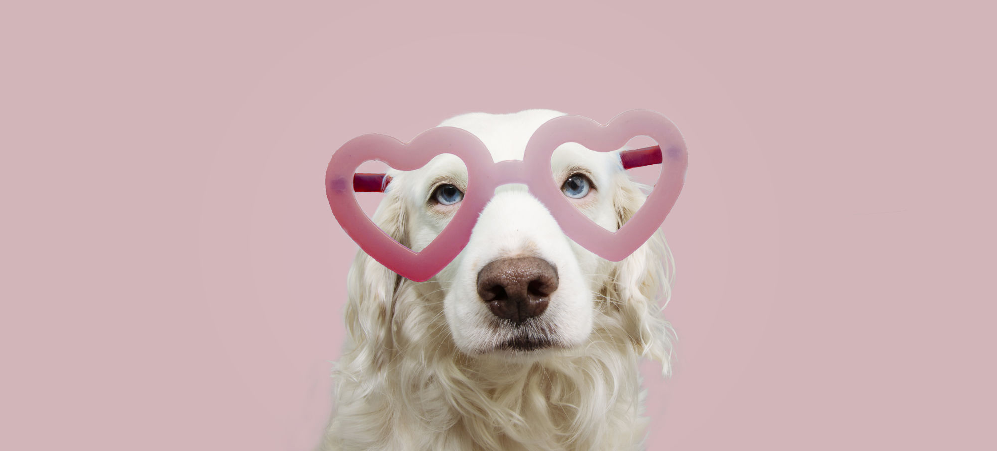 perrito con lentes en forma de corazon