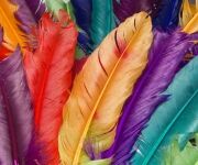 Il significato delle piume: qual è il messaggio degli angeli?