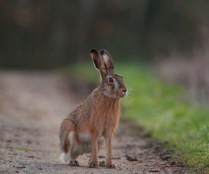 Year of the Rabbit: Horoscope Predictions 2024/2023 and Personality