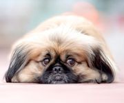 El Perro en la astrología china, ¿quién es realmente?