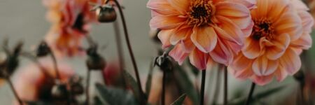 Che Fiore Sei in Base al Tuo Segno?