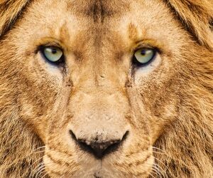 13 caratteristiche che fanno di te un vero Leone
