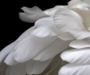 Lecabel, l'ange gardien du talent et du discernement