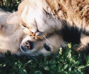 Horóscopo mascotas 2026