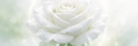 Significato della rosa bianca: purezza e anima 🤍