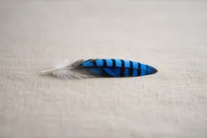 Piuma blu