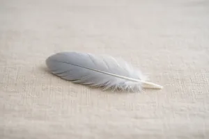 Piuma grigia