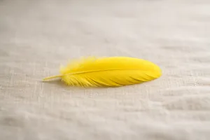 Piuma gialla