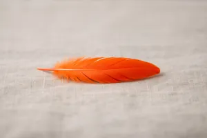 Piuma arancione