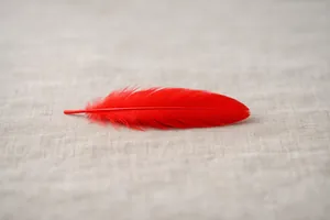 Piuma rossa