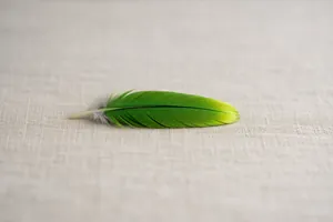 Piuma verde