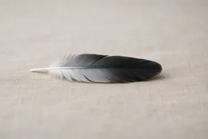 Piuma di piccione grigia e nera