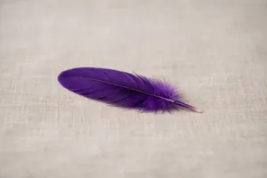 Purple feather