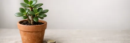 L'albero di giada: la pianta che porta fortuna e prosperità