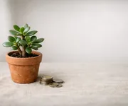 A planta Jade ou a árvore da felicidade: símbolo de sorte...