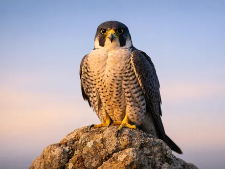 Un falco pellegrino posato su una roccia, dallo sguardo penetrante