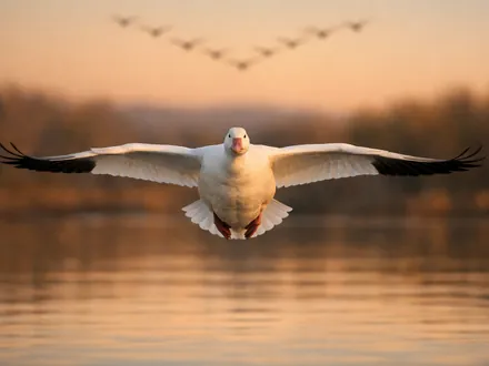 Un ánsar nival volando sobre un lago, con una formación en V a lo lejos