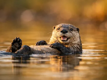 Una lontra di fiume che galleggia sul dorso in un’acqua calma, con aria birichina