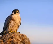 Animal Totem Faucon, quel symbole ? Quelle signification ?