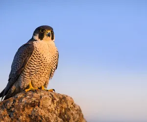 Animali totem: qual è il significato del Falco?