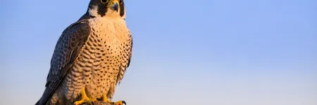 Animali totem: qual è il significato del Falco?