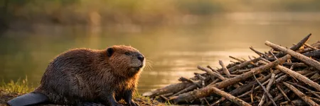 Qual è il significato dell'animale totem del Castoro?