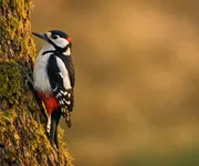 Animal totem Pivert, quelle symbolique ? Quels pouvoirs ?