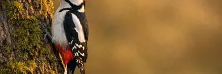 Qual è il significato dell'animale totem del Picchio?