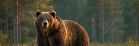 Qual è il significato dell'animale totem dell'Orso?