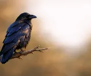 El cuervo como animal tótem: simbolismo y significado