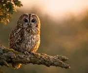 Qual será o simbolismo do animal totem Coruja?