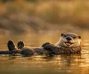 La loutre comme animal totem, quelle symbolique ? Quelle signification ?