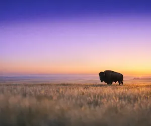 L’astrologia dei nativi americani: qual è il tuo totem?