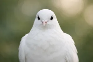A pomba branca