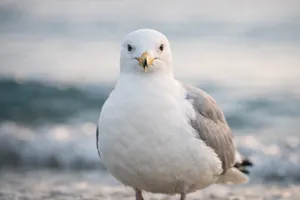 A gaivota