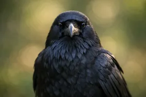 O corvo