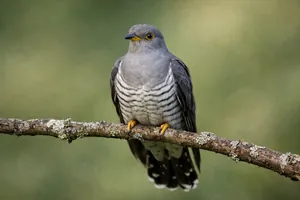 O cuco