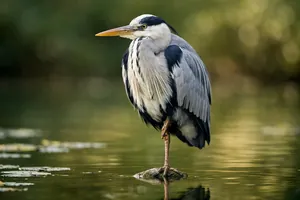 A garça