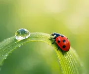 O significado da Joaninha: um conhecido amuleto 🐞