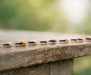 Formiche in casa? Qual è il significato esoterico?