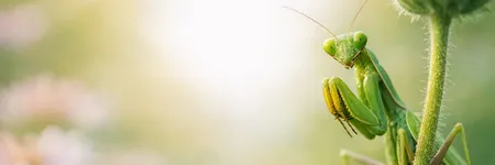 Mantide religiosa: significato spirituale e simbologia