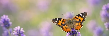 Qual è il significato e la simbologia della farfalla?