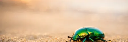 Scarabeo: significato spirituale e simbolo di rinascita